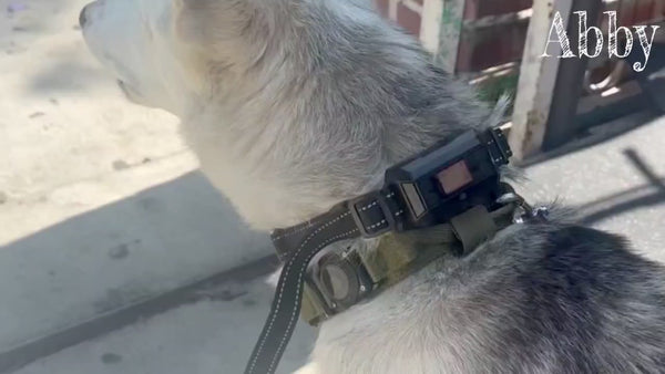 Tactical AirTag Dog Collar – Waterproof & Heavy Duty GPS